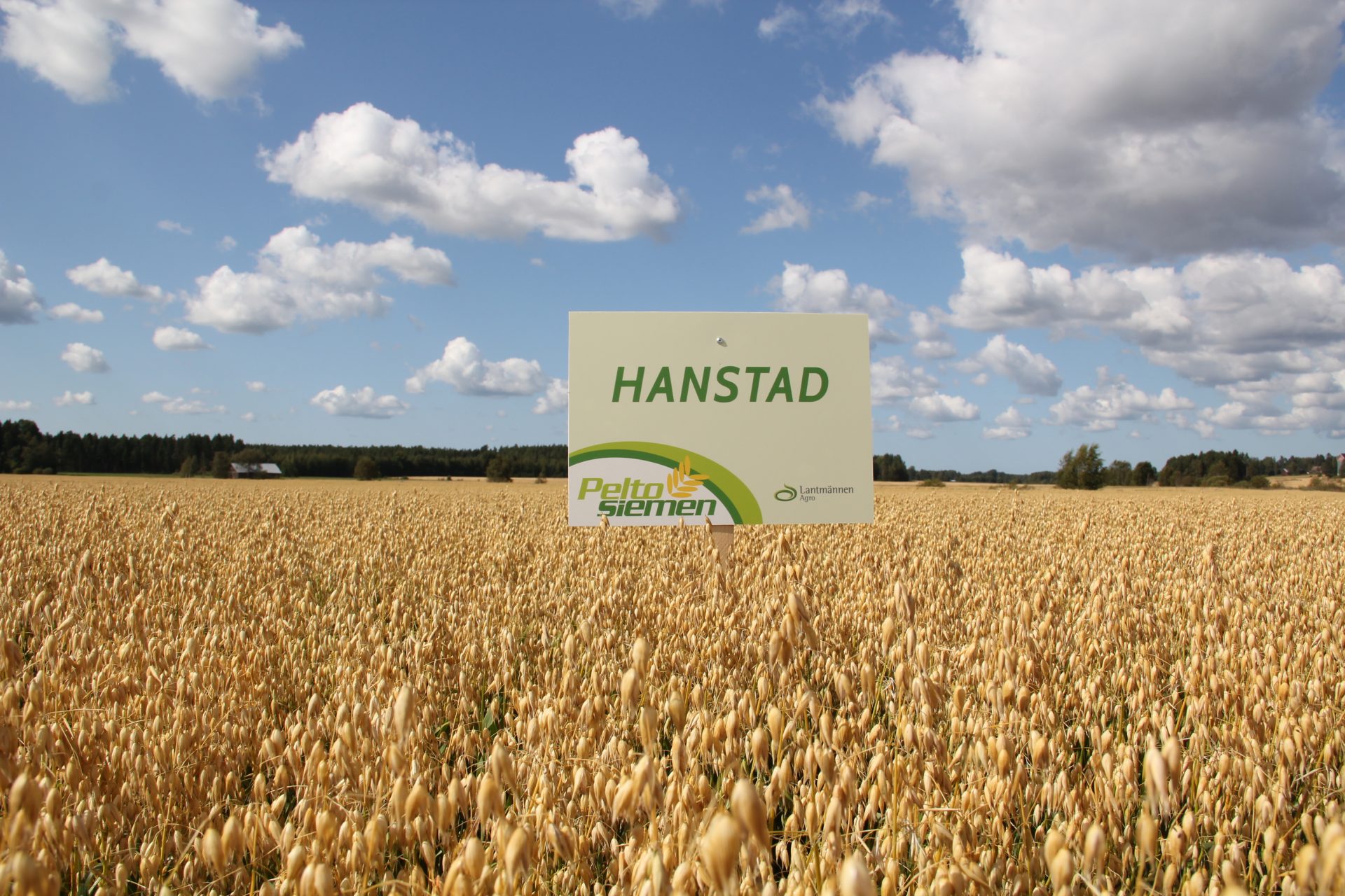 Hanstad