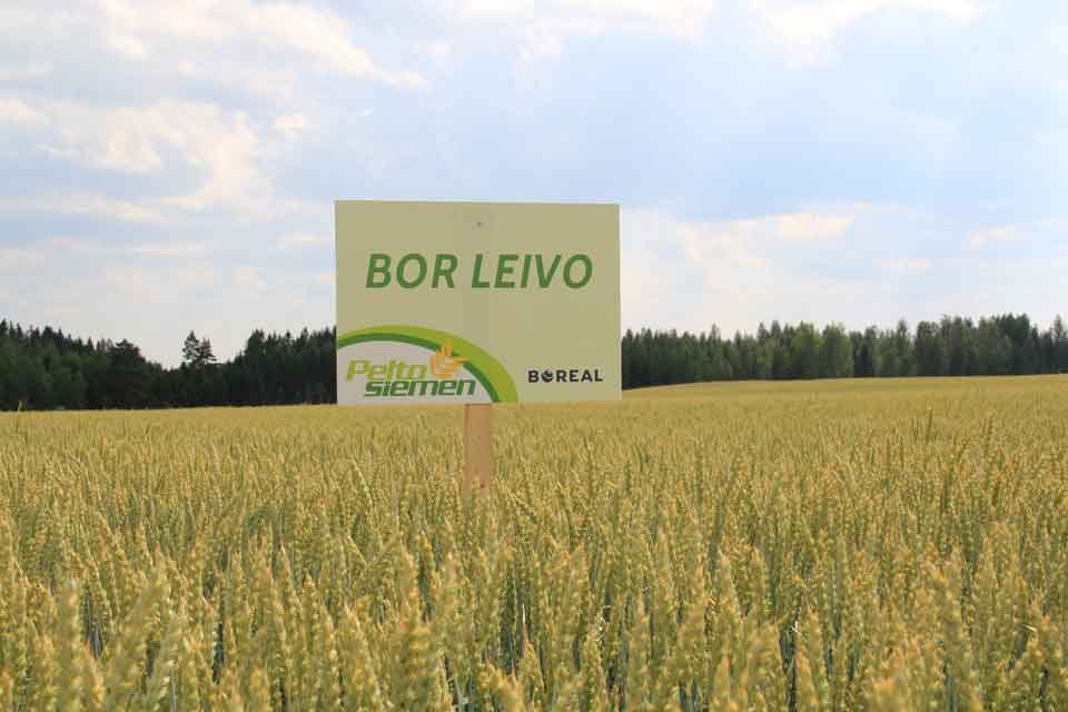 BOR Leivo