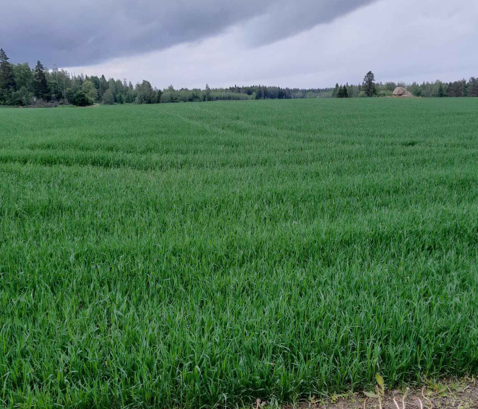 Peltosiemen_Winx_viljelykokemus3_960_640