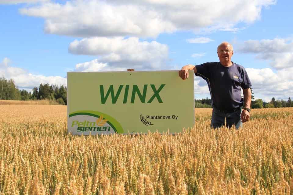Peltosiemen_Winx_viljelykokemus_960_640
