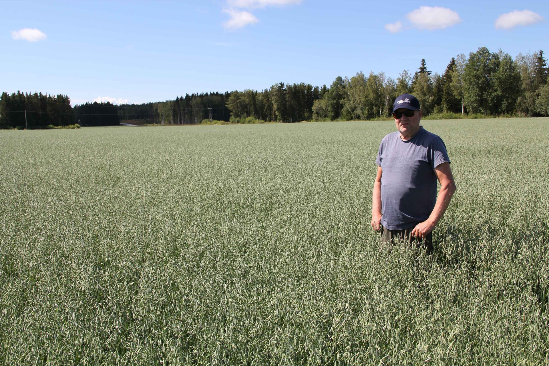 Peltosiemen_BostrandAb_web