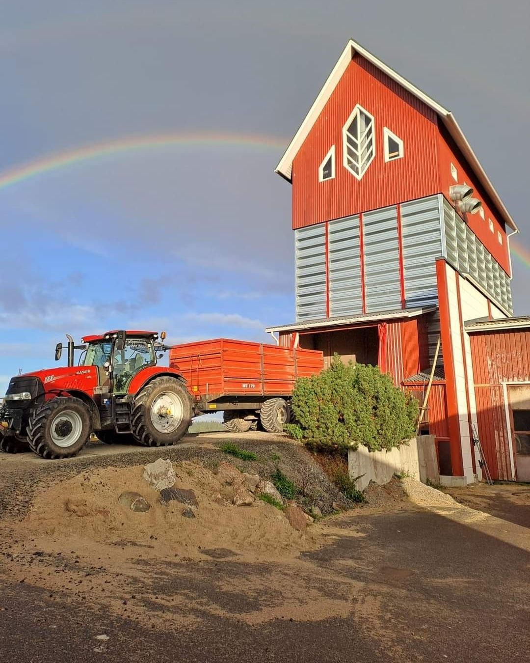 Peltosiemen_PohjolanJyvajemmari_a