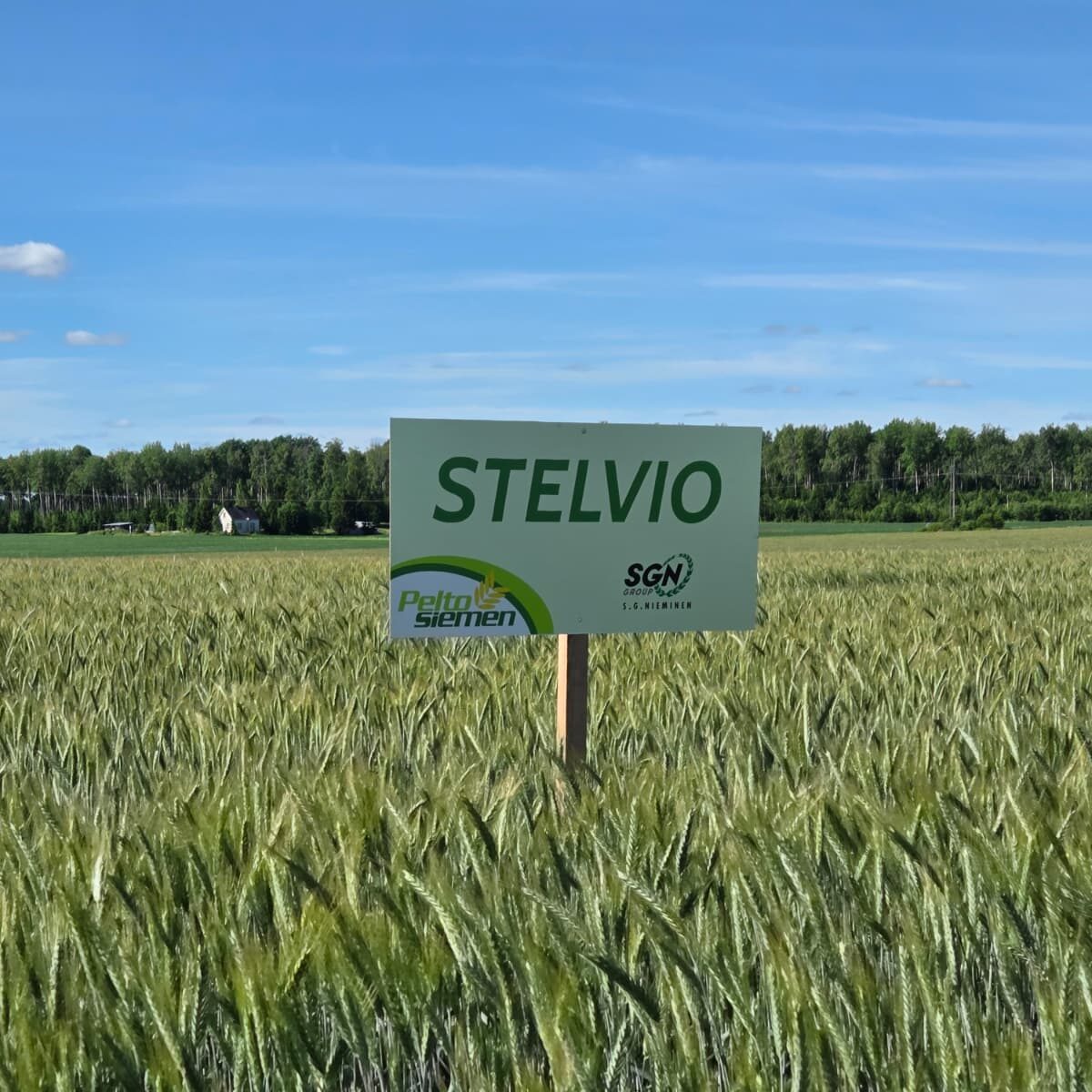 Peltosiemen_Stelvio_kyltti2026